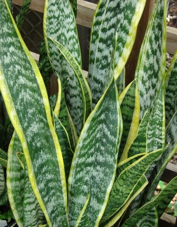 Sansevieria Trifasciata Zeylanica - View 14 from www redcrocus com