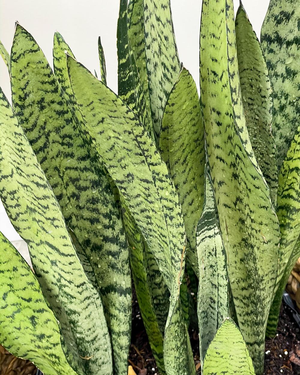 Sansevieria Trifasciata Zeylanica - View 16 from www redcrocus com
