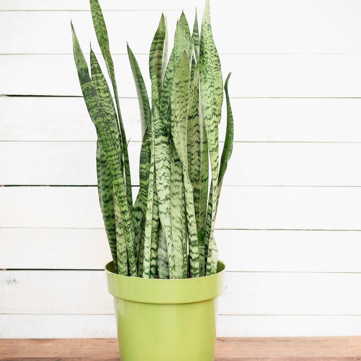 Sansevieria Trifasciata Zeylanica - View 4 from www redcrocus com