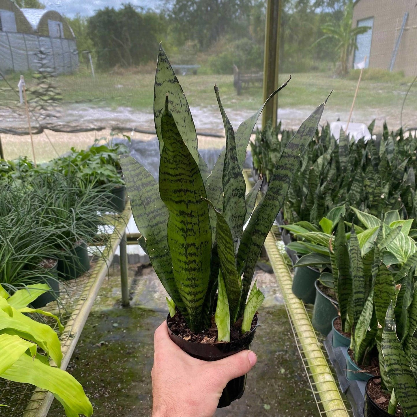 Sansevieria Trifasciata Zeylanica - View 12 from www redcrocus com