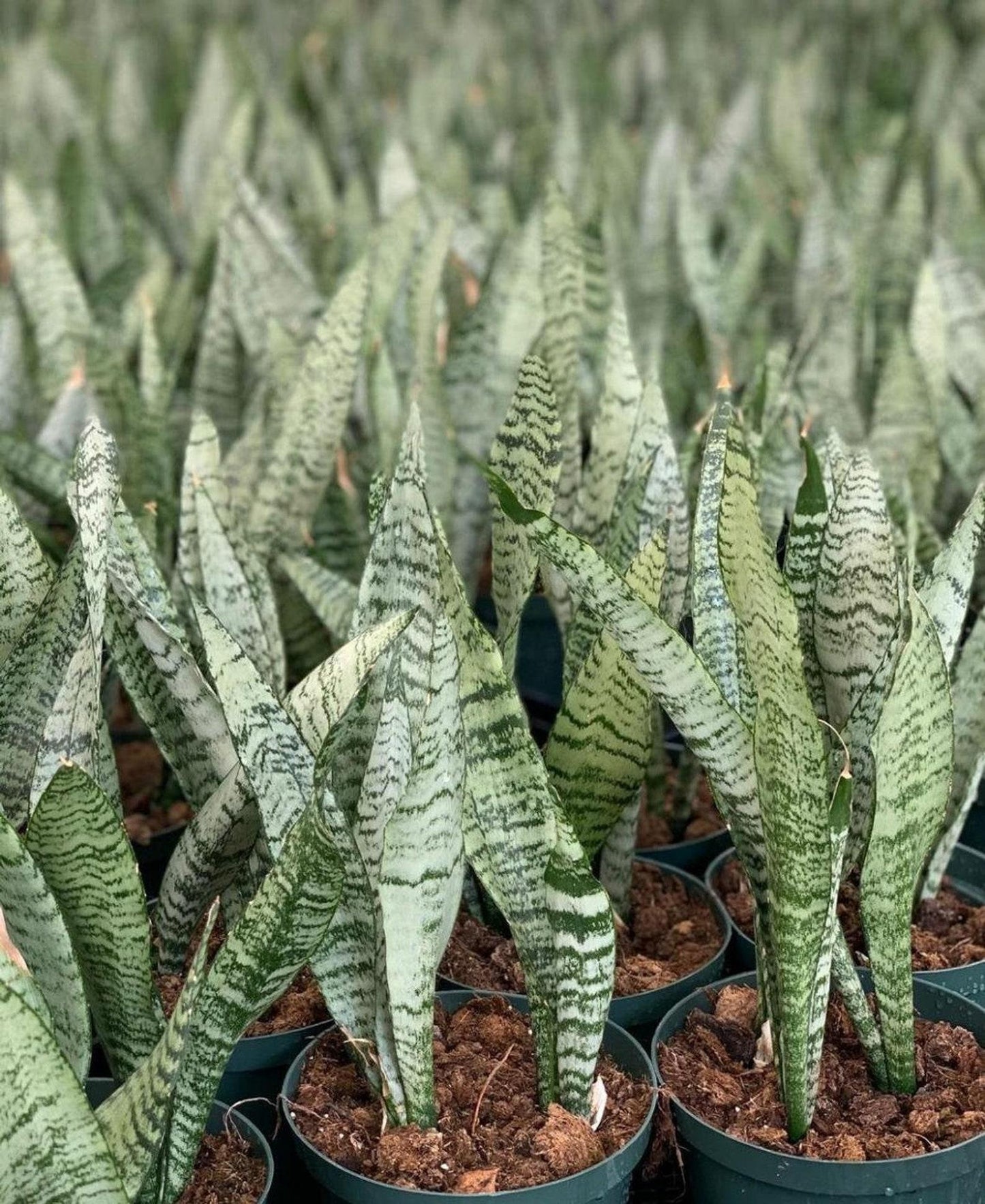 Sansevieria Trifasciata Zeylanica - View 13 from www redcrocus com