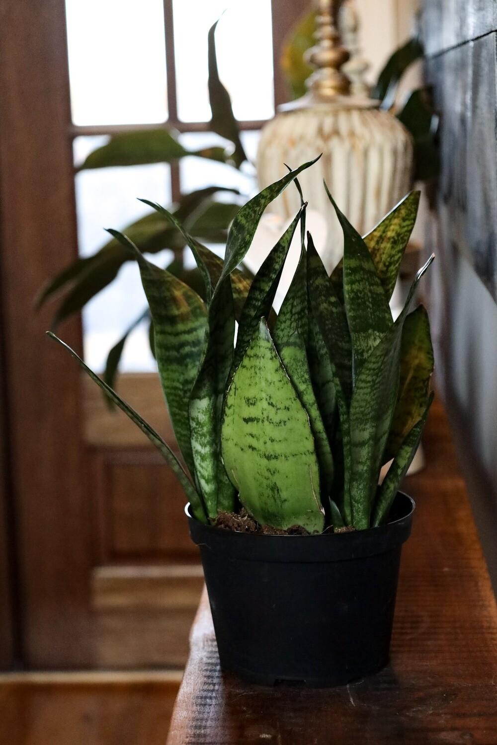 Sansevieria Trifasciata Zeylanica - View 15 from www redcrocus com