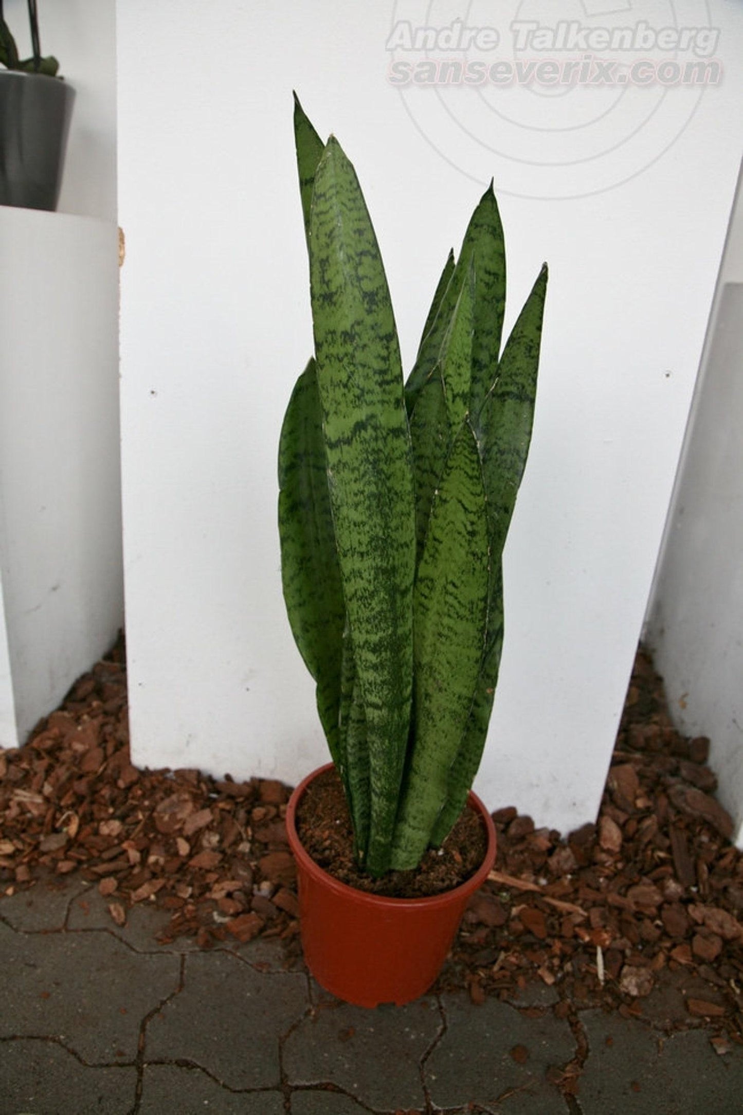 Sansevieria Trifasciata Zeylanica - View 18 from www redcrocus com