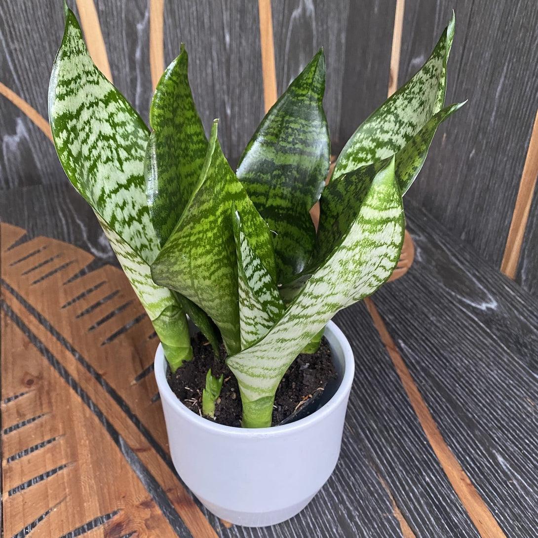 Sansevieria Trifasciata Zeylanica - View 3 from www redcrocus com