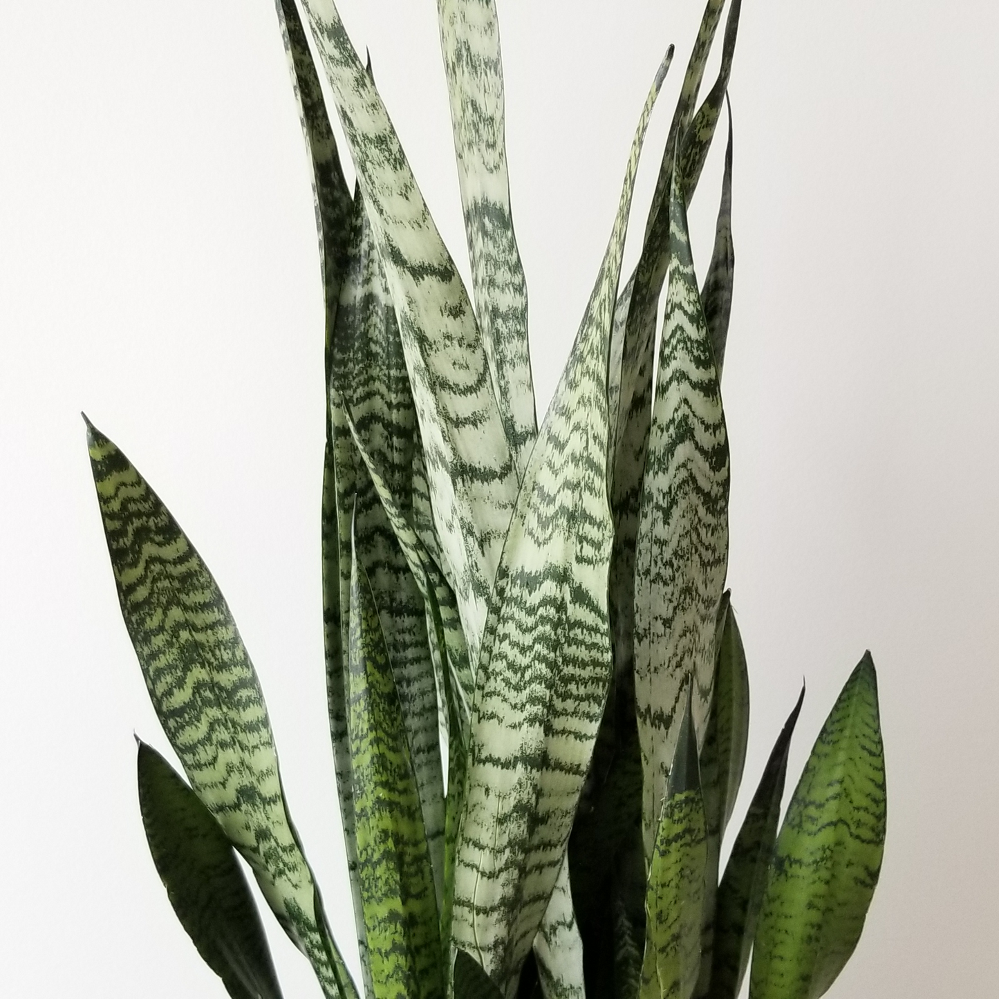 Sansevieria Trifasciata Zeylanica - View 3 from www redcrocus com