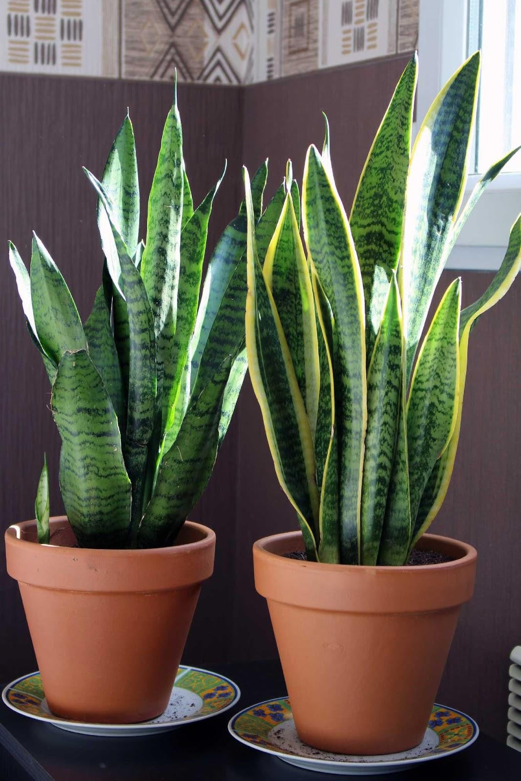 Sansevieria Trifasciata Zeylanica - View 5 from www redcrocus com