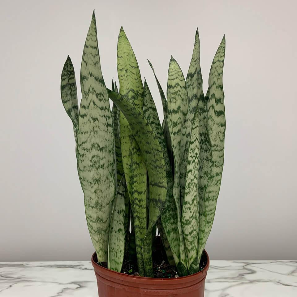 Sansevieria Trifasciata Zeylanica - View 6 from www redcrocus com