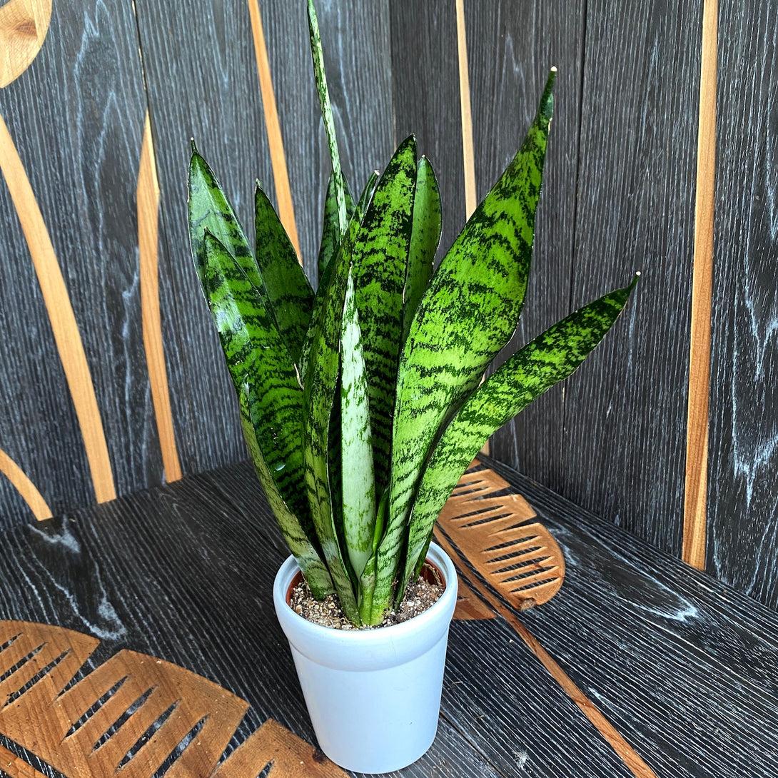 Sansevieria Trifasciata Zeylanica - View 7 from www redcrocus com