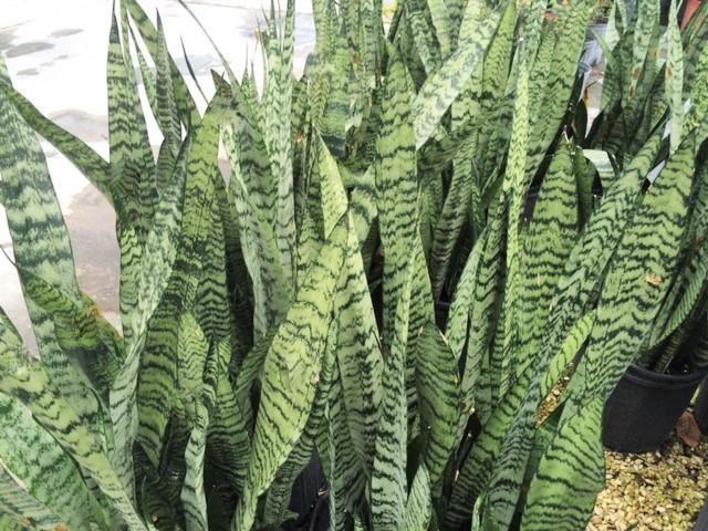 Sansevieria Trifasciata Zeylanica - View 8 from www redcrocus com