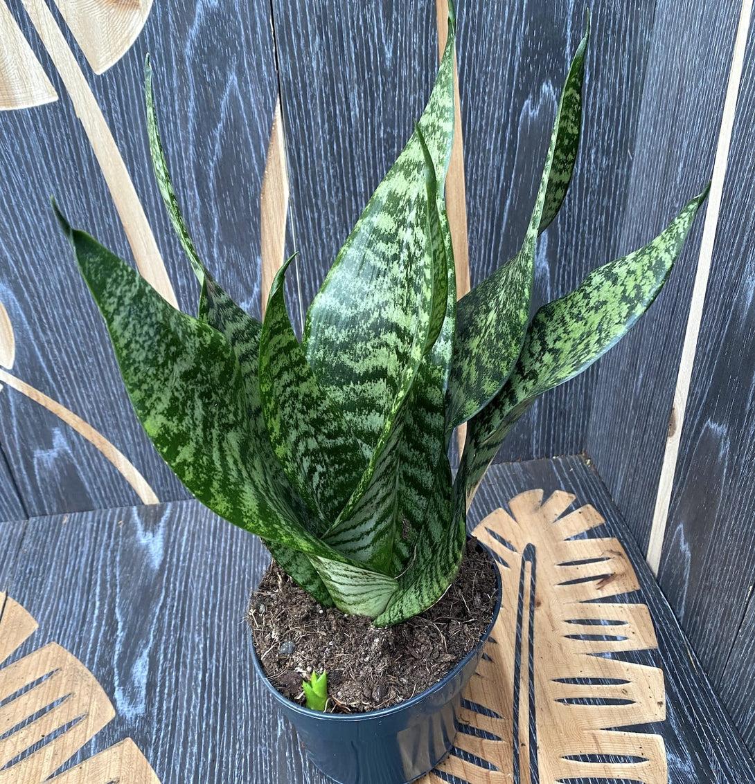 Sansevieria Trifasciata Zeylanica - View 9 from www redcrocus com