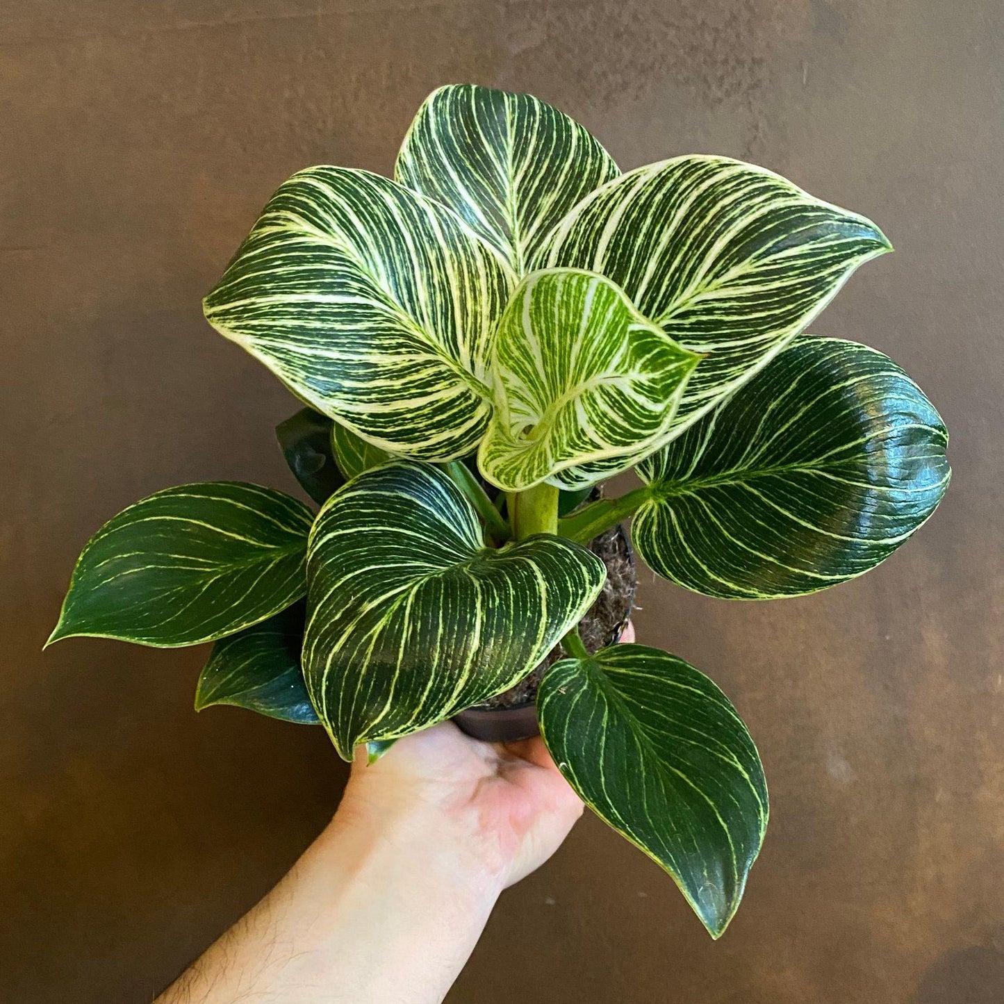 Philodendron Birkin - View 11 from www redcrocus com