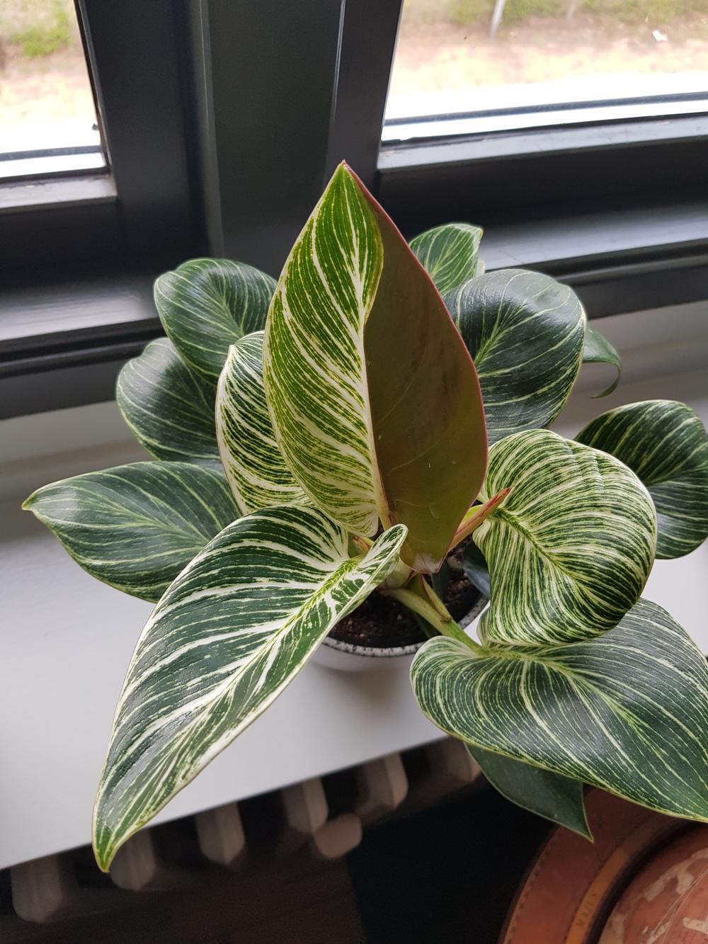 Philodendron Birkin - View 18 from www redcrocus com
