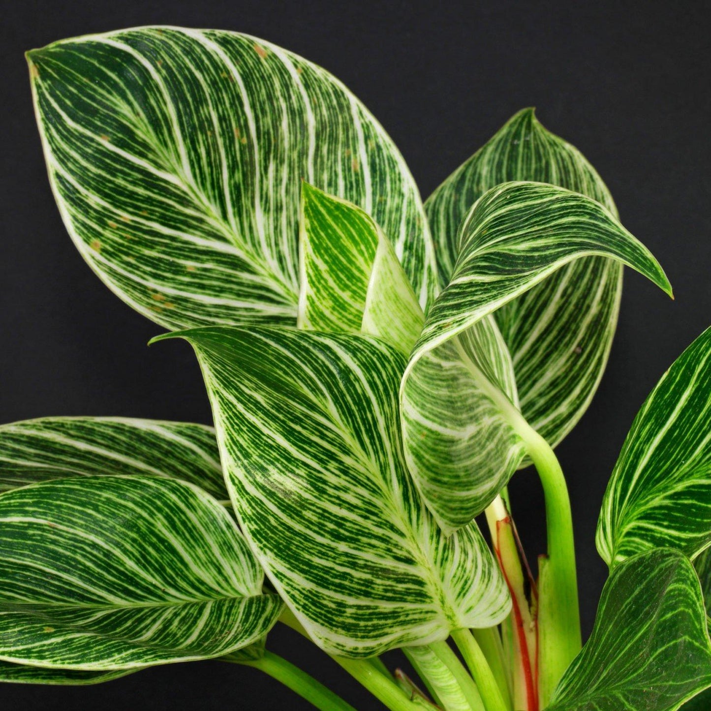 Philodendron Birkin - View 2 from www redcrocus com
