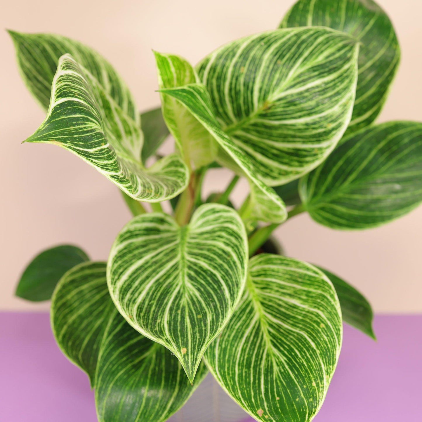 Philodendron Birkin - View 3 from www redcrocus com