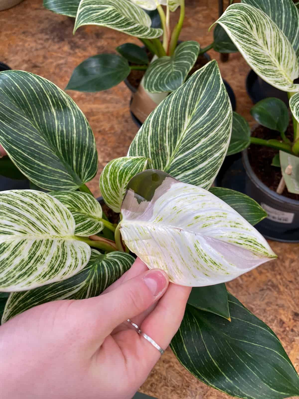 Philodendron Birkin - View 6 from www redcrocus com