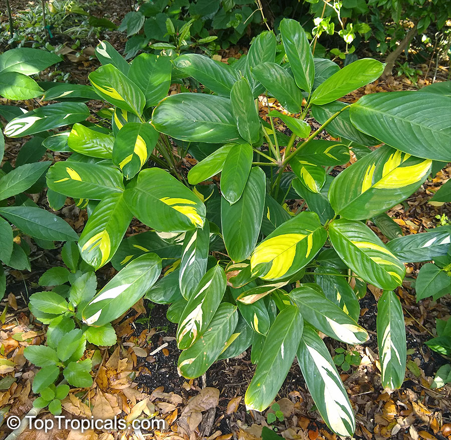 Ctenanthe Lubbersiana - View 11 from www redcrocus com