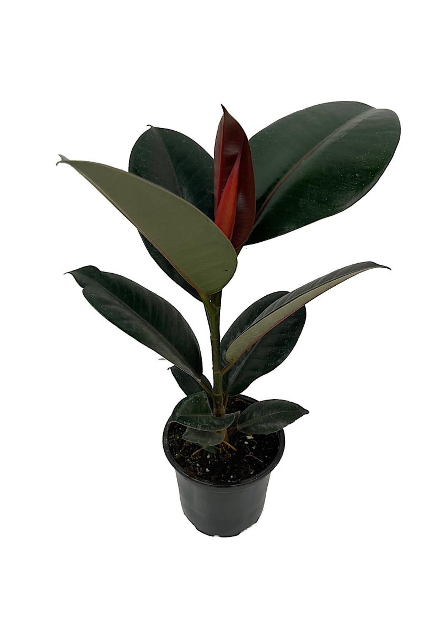 Ficus Elastica Burgundy - View 15 from www redcrocus com