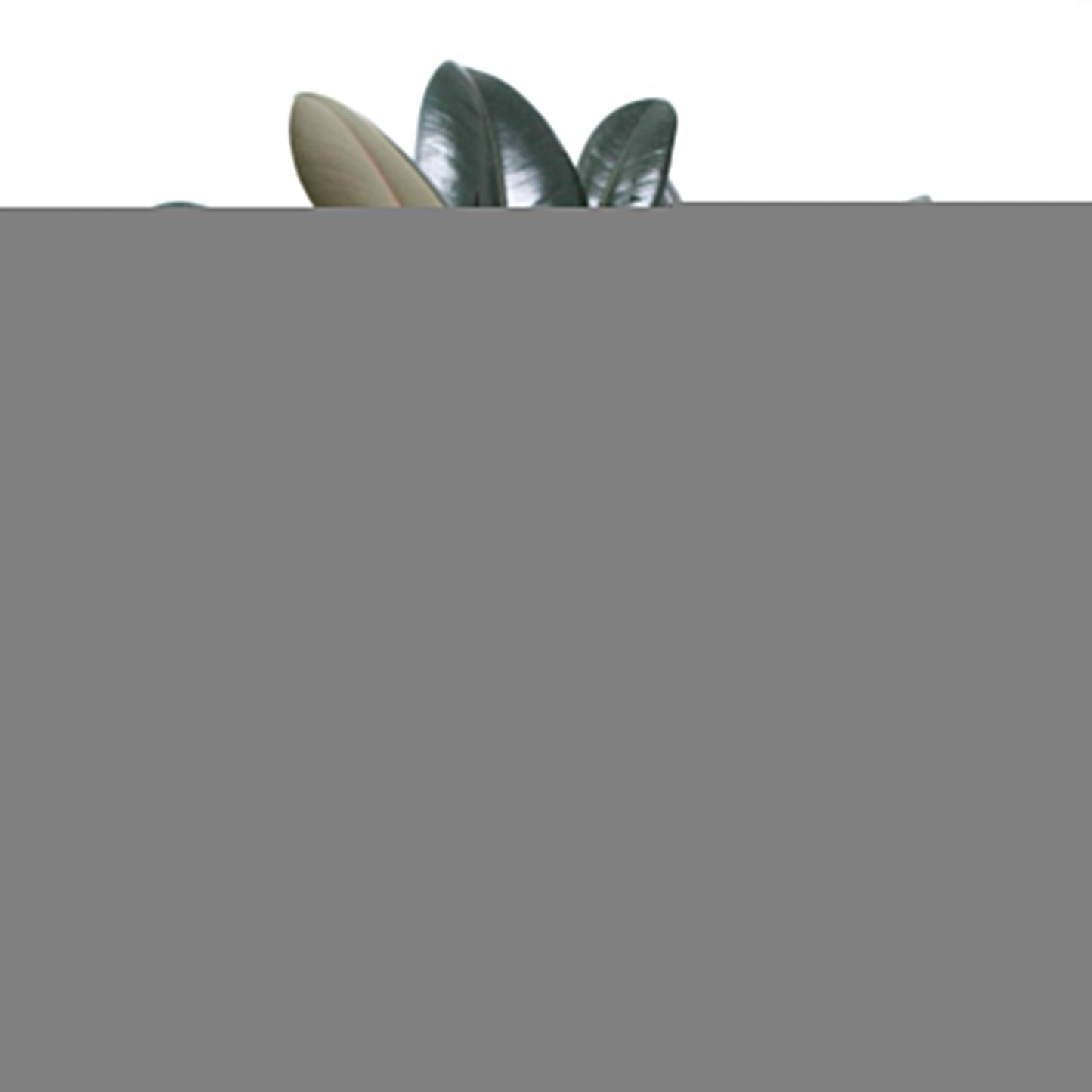 Ficus Elastica Burgundy - View 4 from www redcrocus com