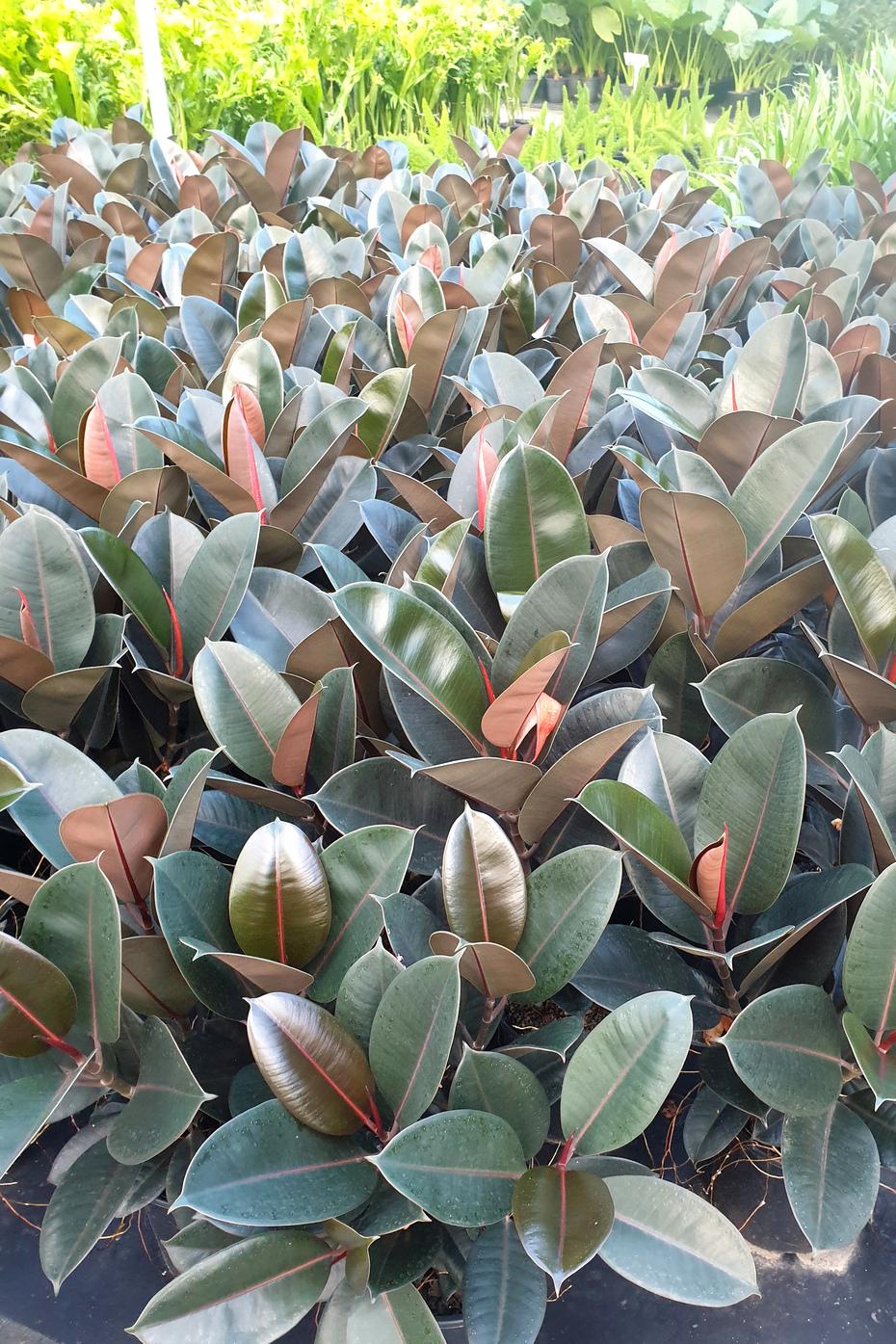 Ficus Elastica Burgundy - View 9 from www redcrocus com