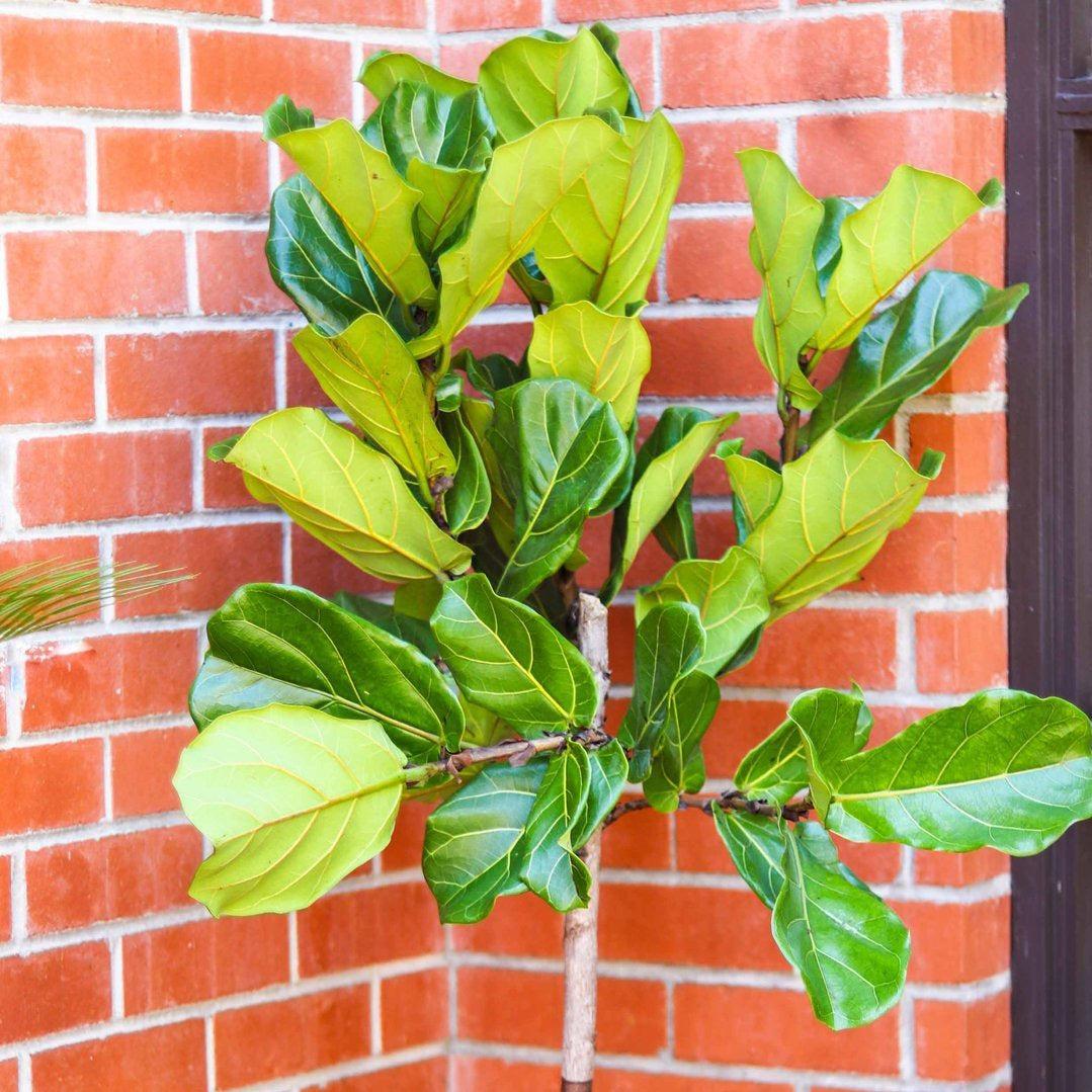 Ficus Lyrata, Standard Or Braid - View 18 from www redcrocus com