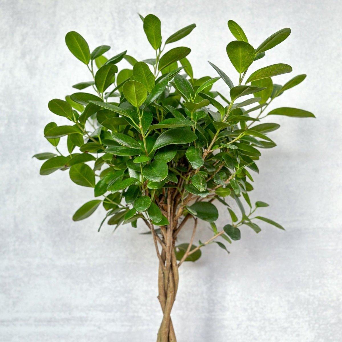 Ficus Lyrata, Standard Or Braid - View 19 from www redcrocus com
