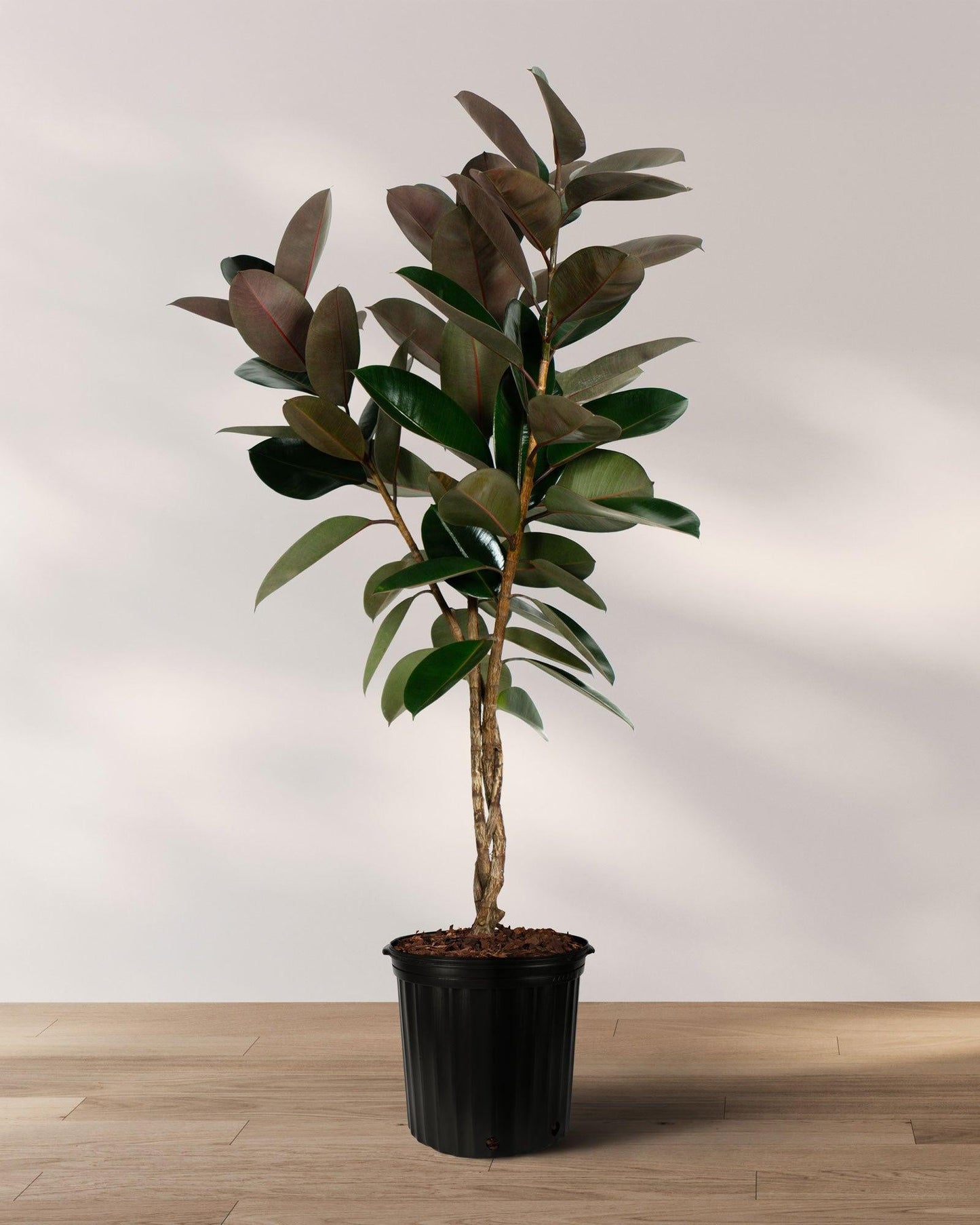 Ficus Lyrata, Standard Or Braid - View 20 from www redcrocus com