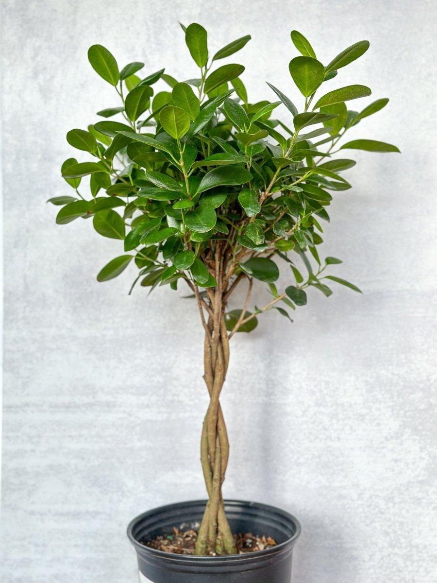 Ficus Lyrata, Standard Or Braid - View 22 from www redcrocus com