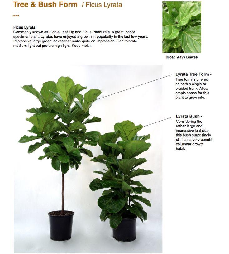Ficus Lyrata, Standard Or Braid - View 23 from www redcrocus com