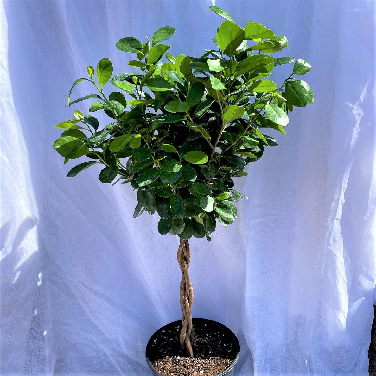 Ficus Lyrata, Standard Or Braid - View 25 from www redcrocus com