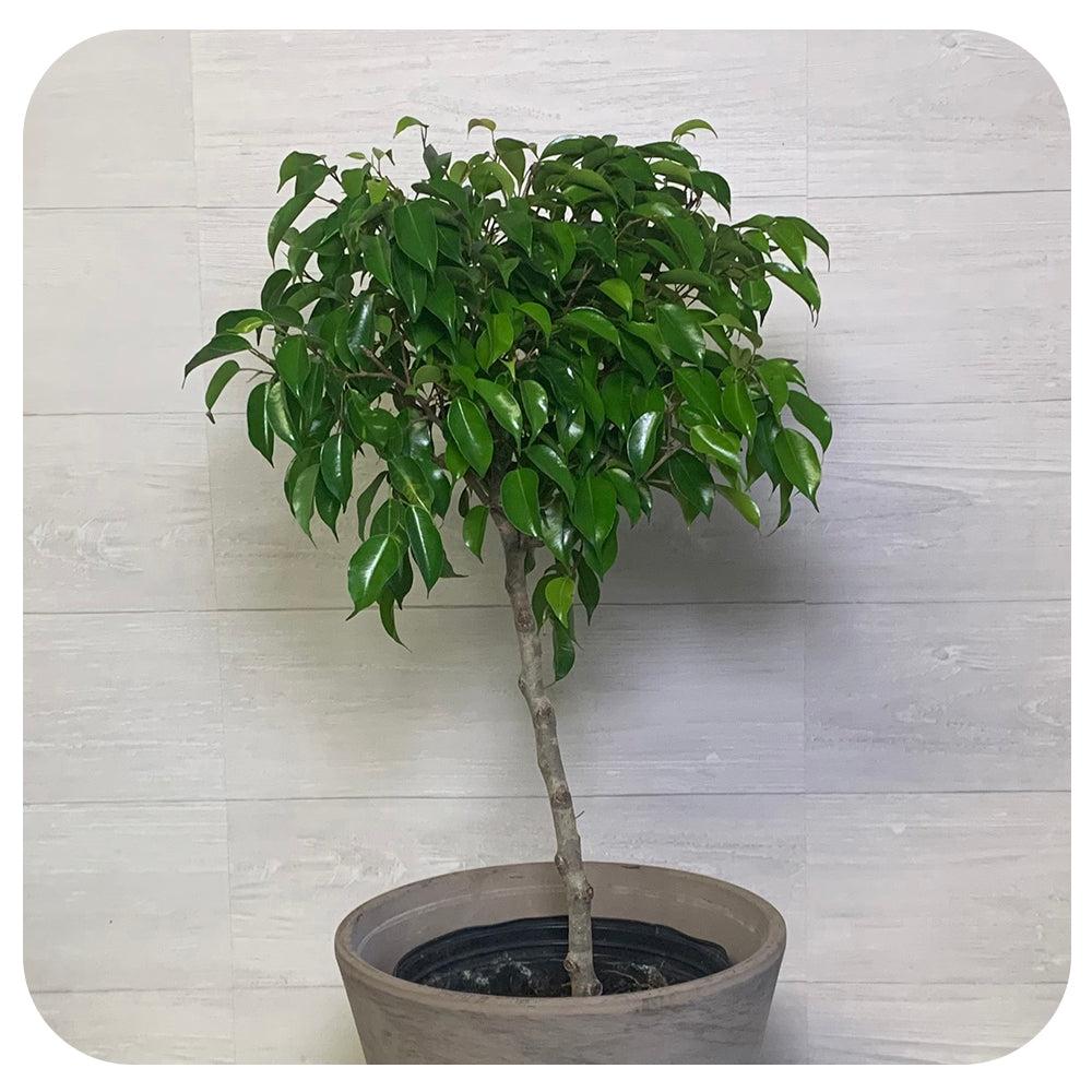 Ficus Lyrata, Standard Or Braid - View 26 from www redcrocus com