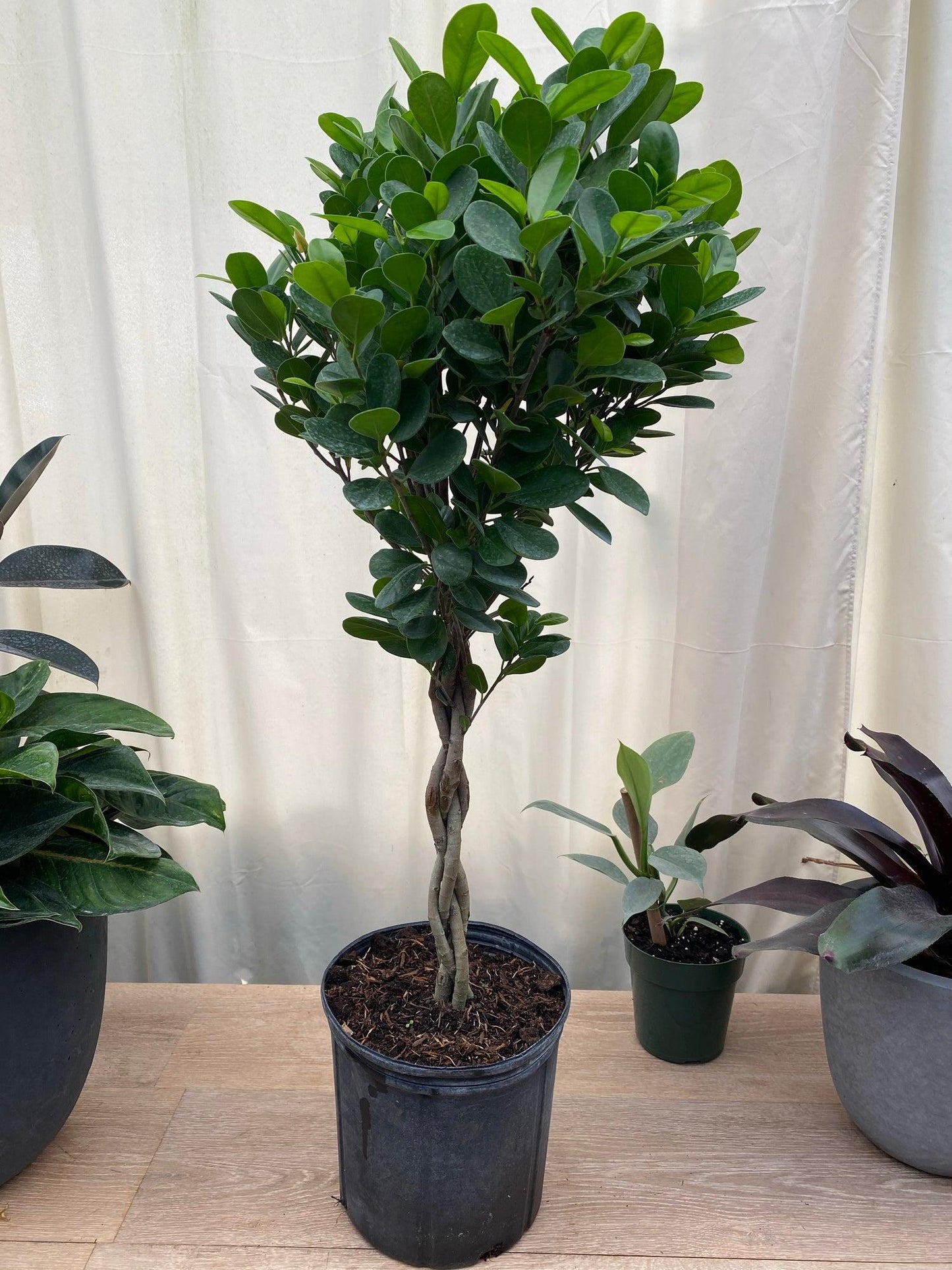 Ficus Lyrata, Standard Or Braid - View 27 from www redcrocus com
