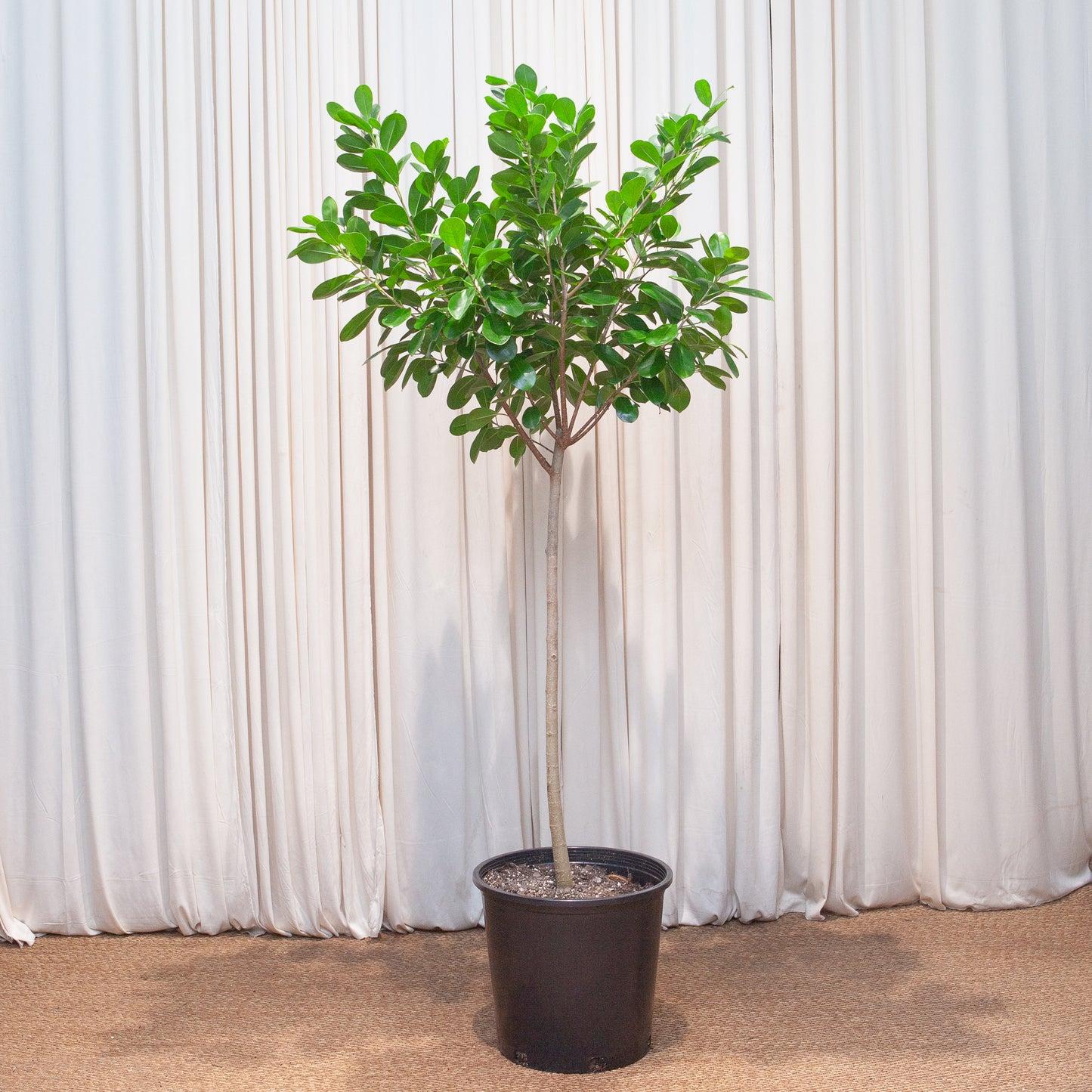 Ficus Lyrata, Standard Or Braid - View 30 from www redcrocus com
