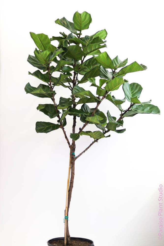 Ficus Lyrata, Standard Or Braid - View 31 from www redcrocus com