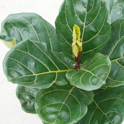 Ficus Lyrata, Standard Or Braid - View 3 from www redcrocus com