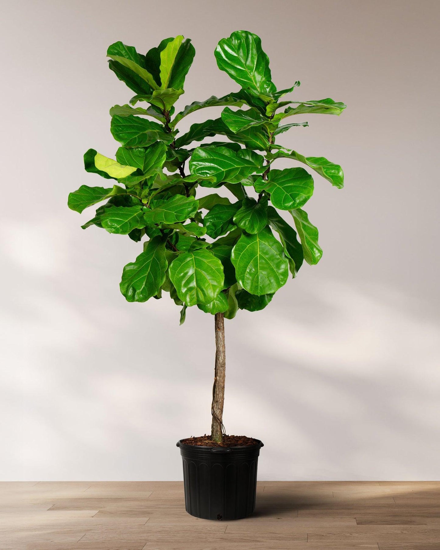 Ficus Lyrata, Standard Or Braid - View 4 from www redcrocus com
