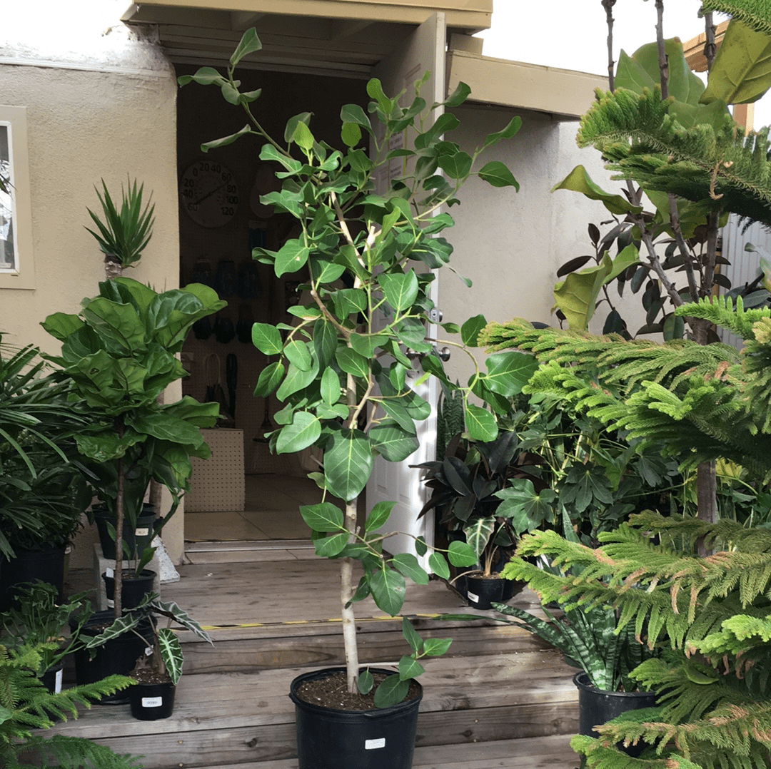Ficus Lyrata, Standard Or Braid - View 5 from www redcrocus com
