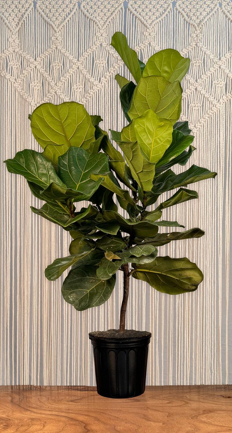 Ficus Lyrata, Standard Or Braid - View 6 from www redcrocus com