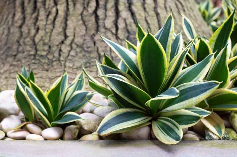 Sansevieria Trifasciata 'hahnii' - View 23 from www redcrocus com