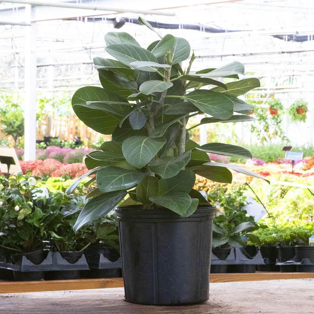 Ficus Audrey Bush - View 10 from www redcrocus com