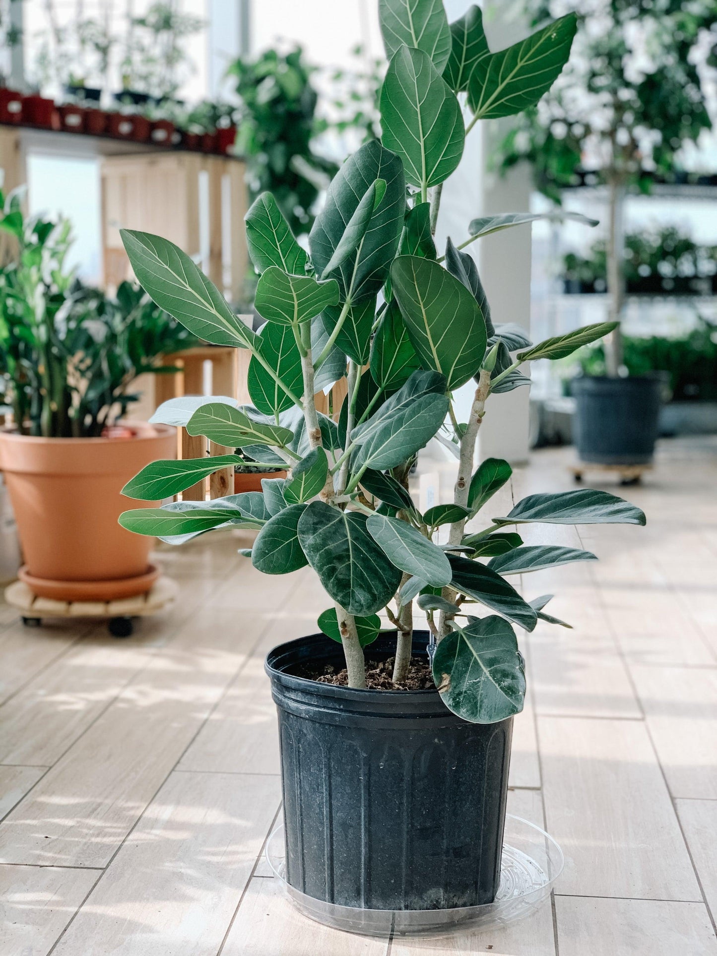 Ficus Audrey Bush - View 11 from www redcrocus com