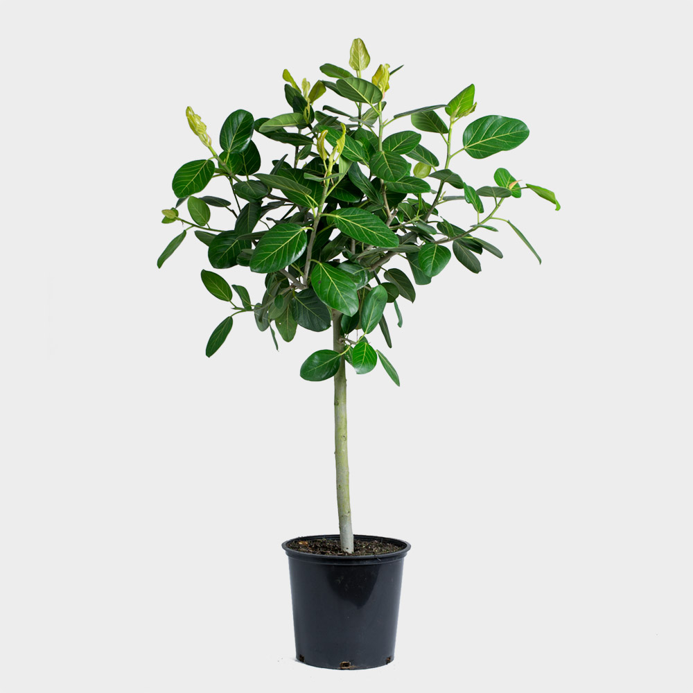 Ficus Audrey Bush - View 12 from www redcrocus com