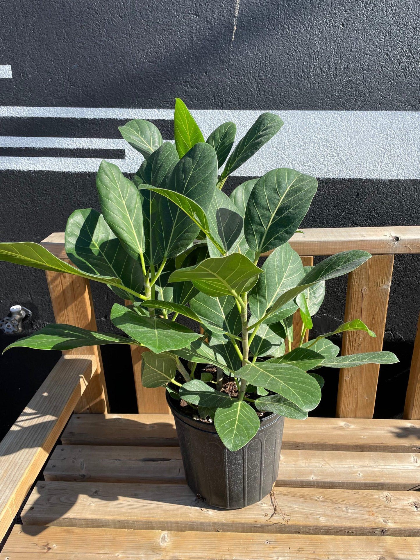 Ficus Audrey Bush - View 13 from www redcrocus com