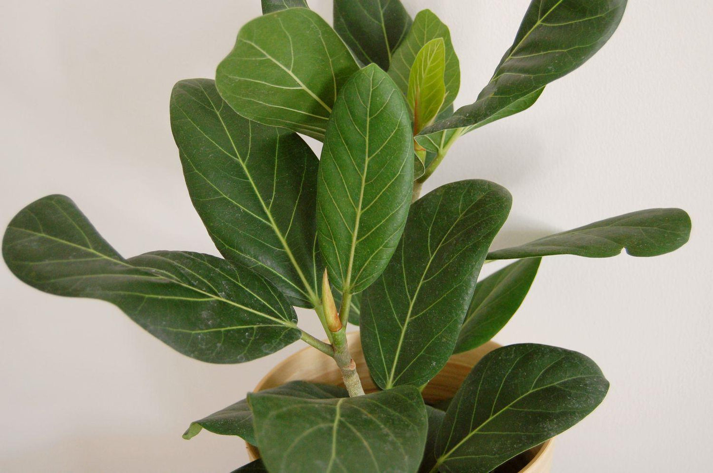 Ficus Audrey Bush - View 14 from www redcrocus com