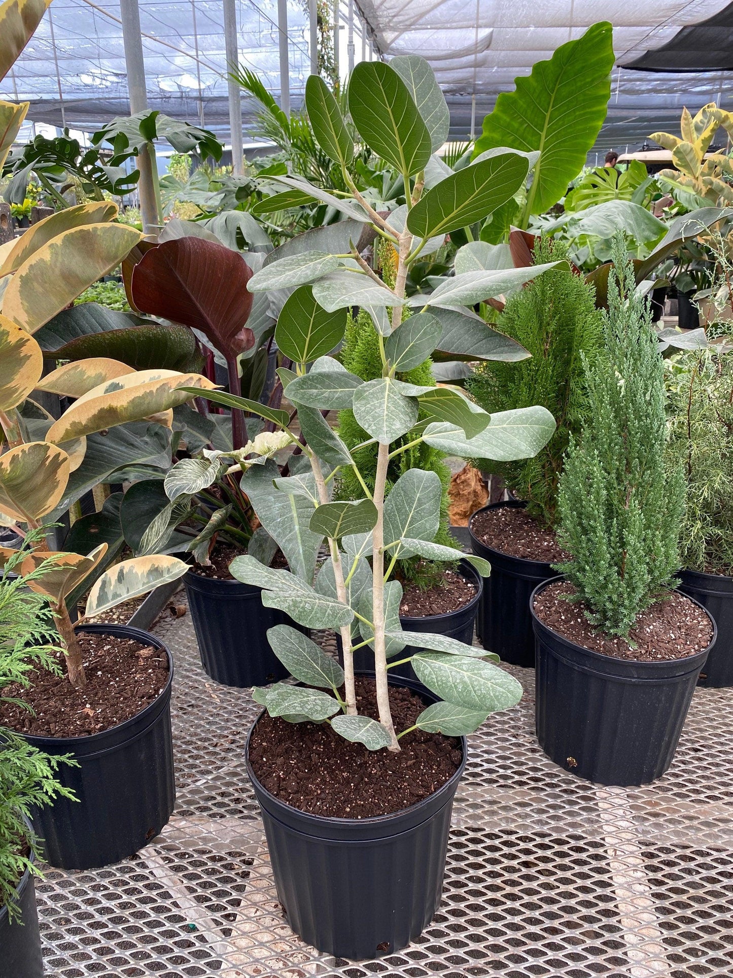 Ficus Audrey Bush - View 15 from www redcrocus com