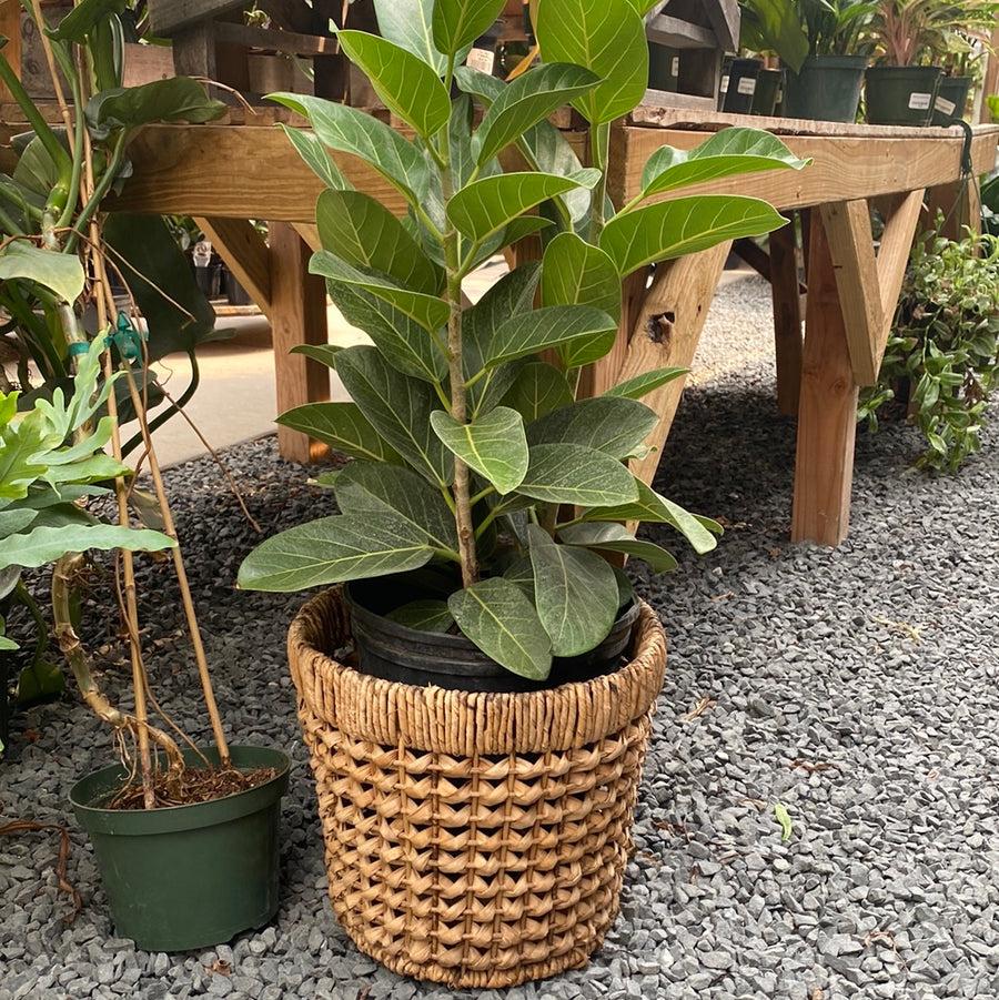 Ficus Audrey Bush - View 16 from www redcrocus com