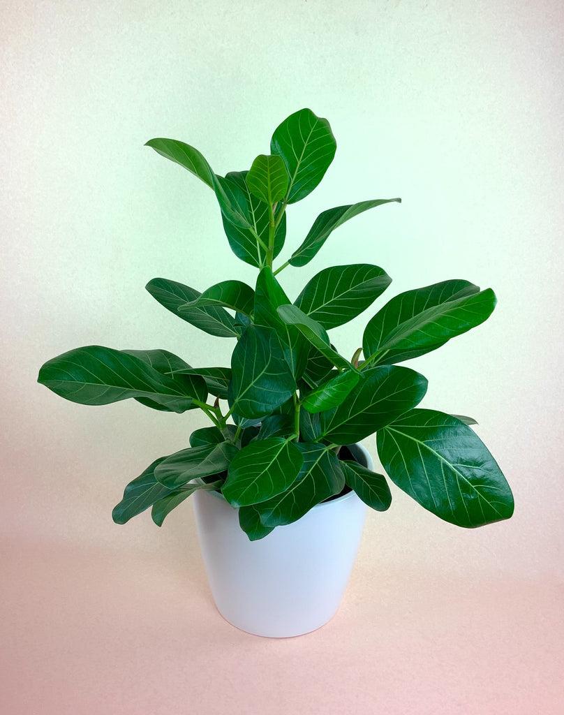 Ficus Audrey Bush - View 3 from www redcrocus com