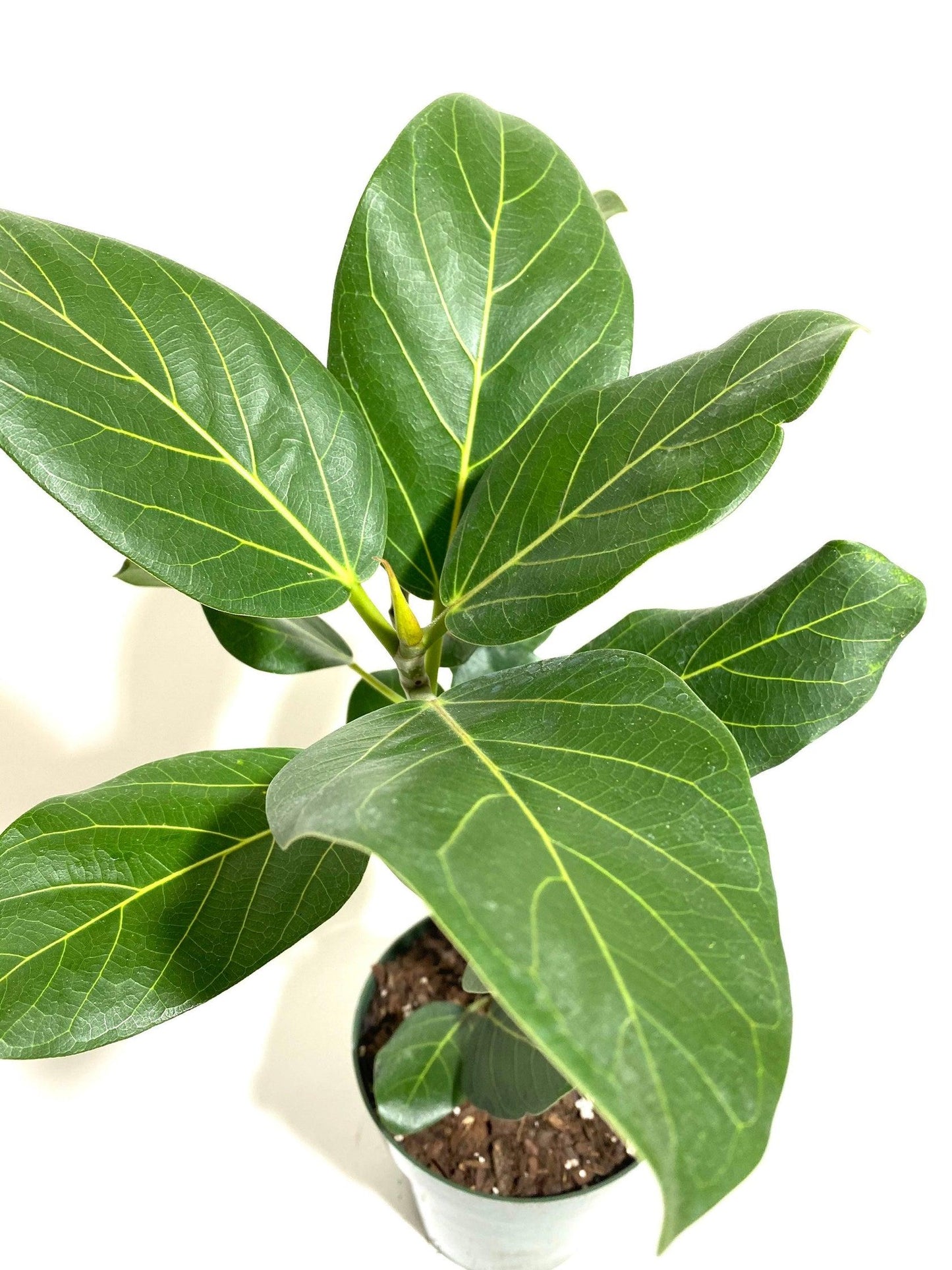 Ficus Audrey Bush - View 5 from www redcrocus com