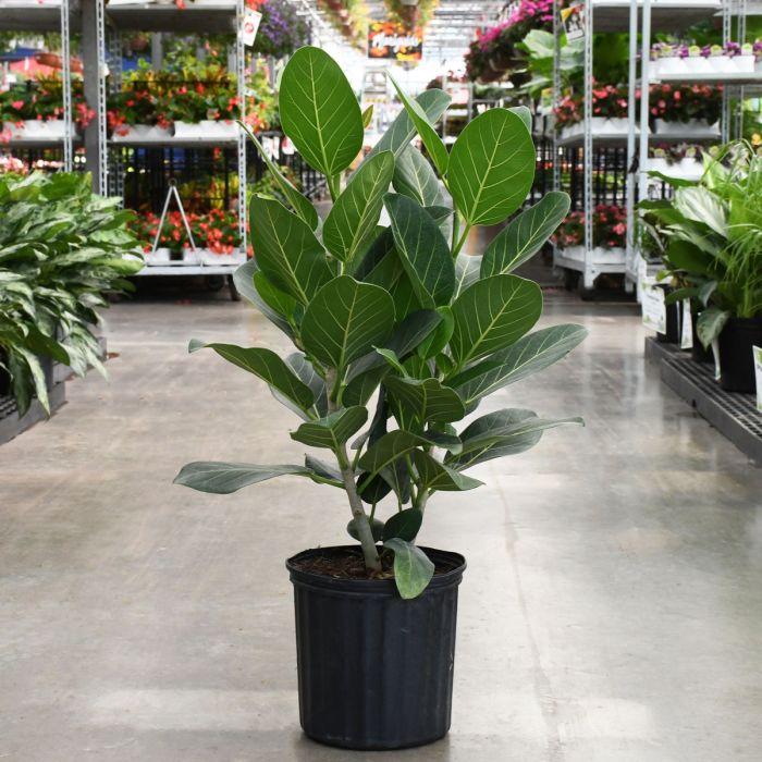 Ficus Audrey Bush - View 6 from www redcrocus com