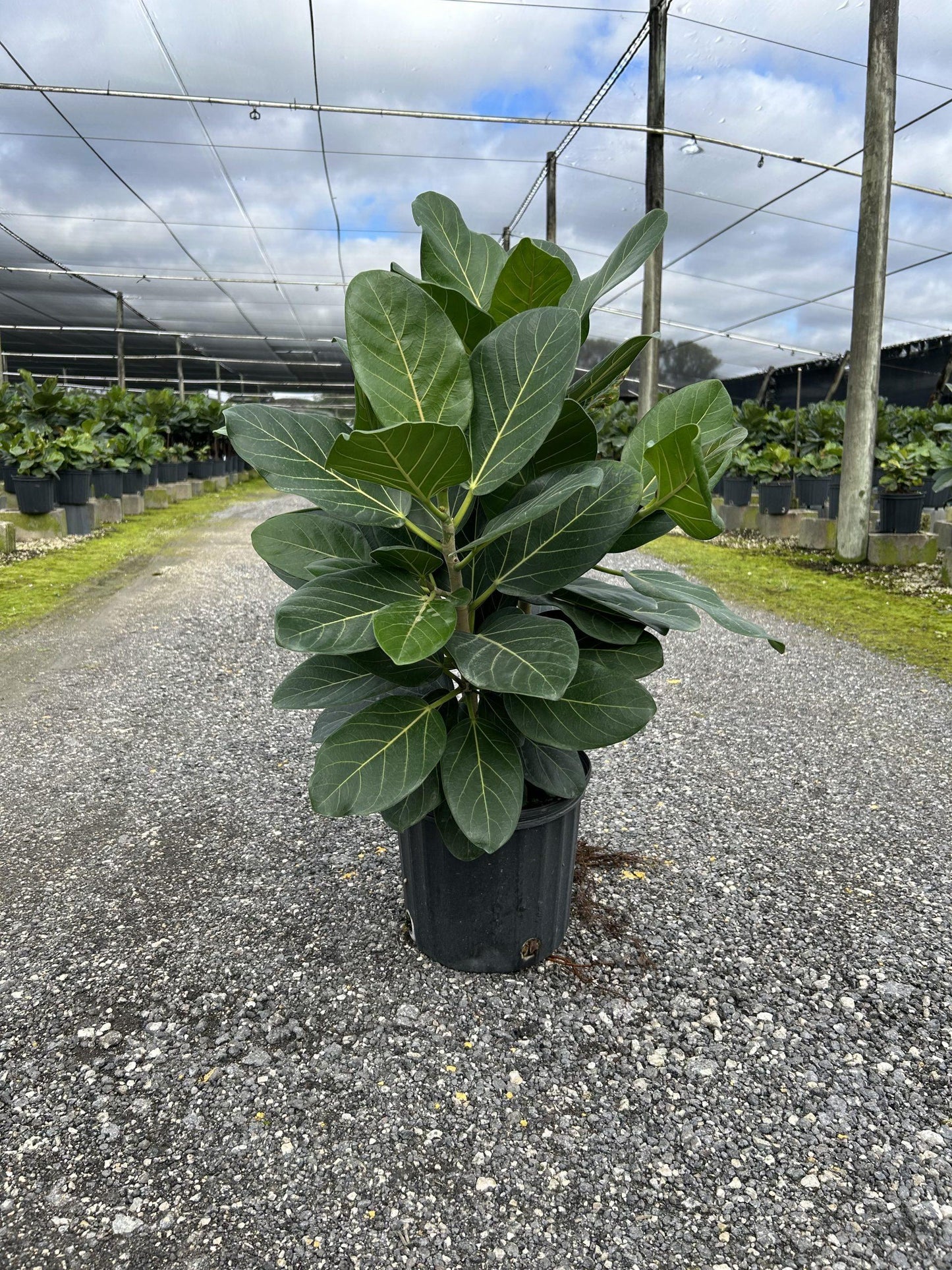 Ficus Audrey Bush - View 8 from www redcrocus com