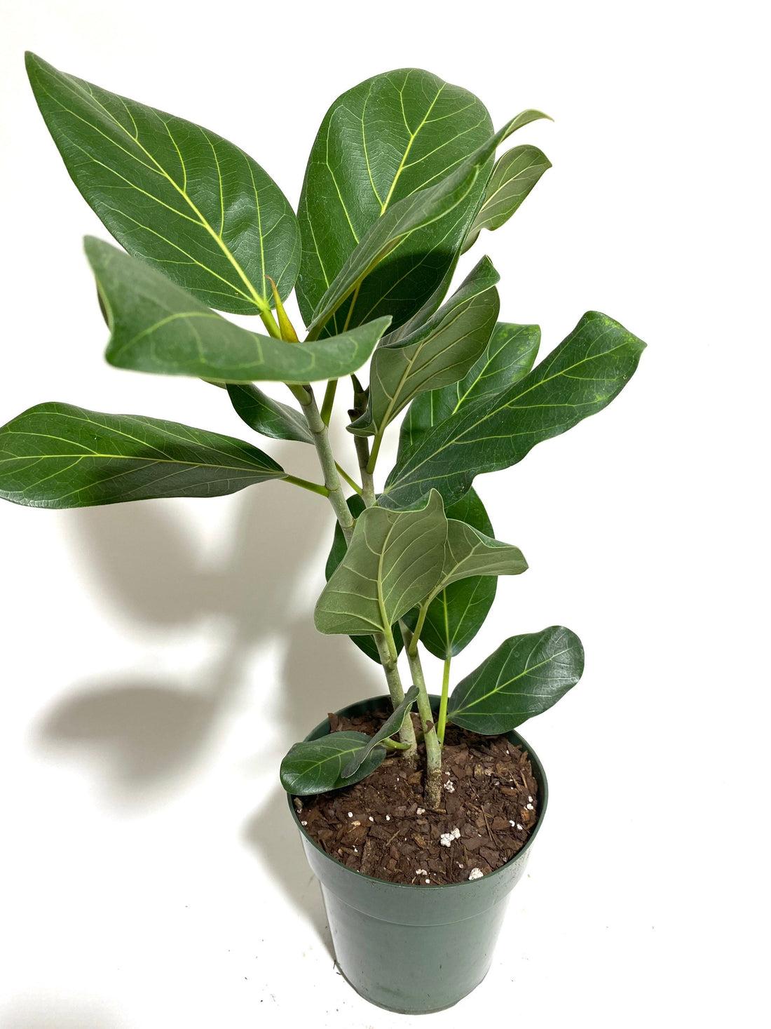 Ficus Audrey Bush - View 9 from www redcrocus com